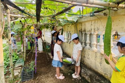 Các con học sinh lớp 5-6 tuổi trải nghiệm thu hoạch rau, quả trong vườn trường
